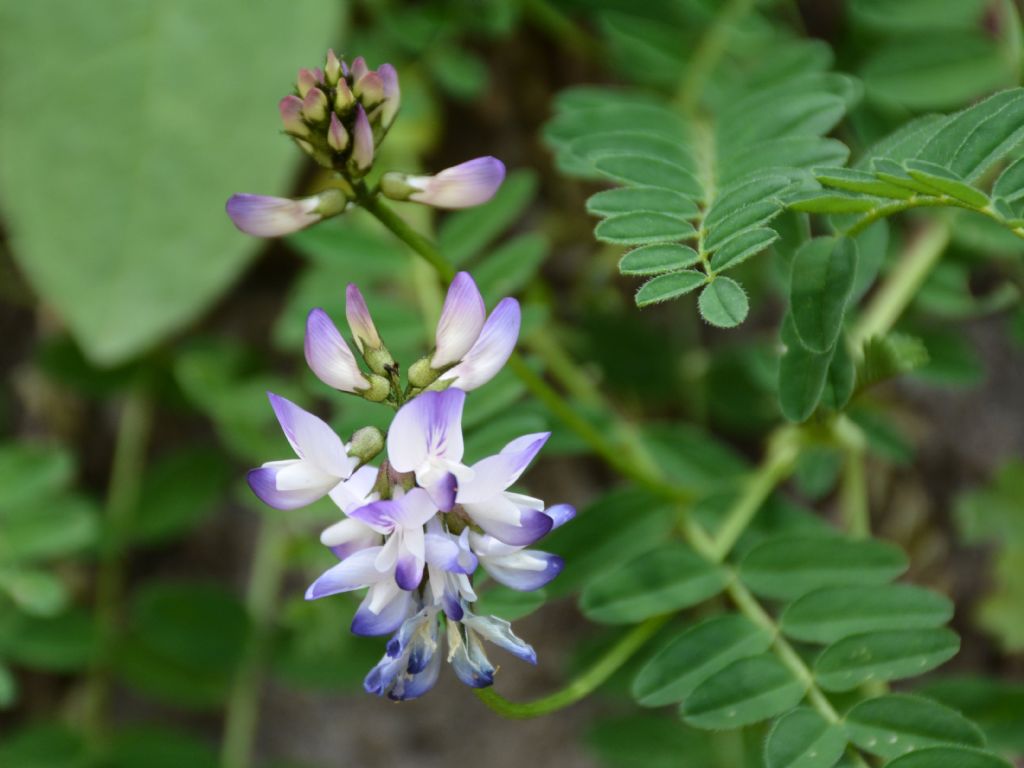 Astragalus alpinus / Astragalo alpino